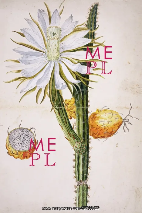 : Harrisia sp. night-blooming cereus : Harrisia sp. night-blooming cereus