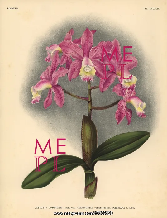 : Harrisoniae variety of Cattleya loddigesi, Lindl, orchid : Harrisoniae variety of Cattleya loddigesi, Lindl, orchid