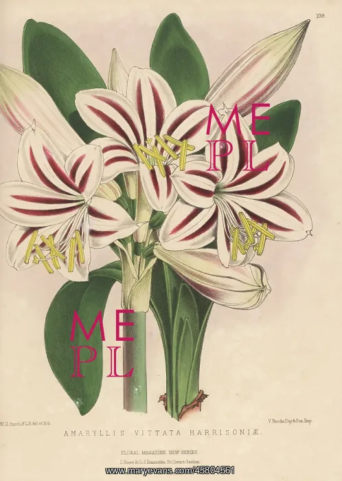 : Harrison's amaryllis, Hippeastrum vittatum : Harrison's amaryllis, Hippeastrum vittatum