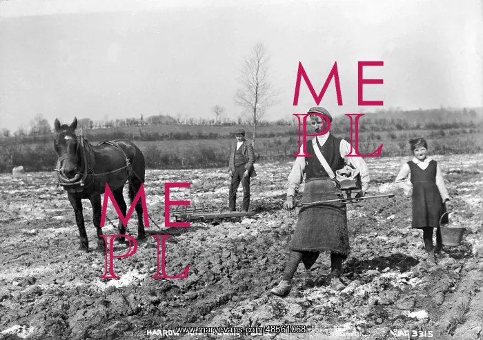 : Harrow and Sowing Fiddle : Harrow and Sowing Fiddle