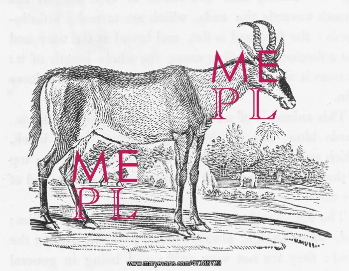 : HARTBEEST (BEWICK) : HARTBEEST (BEWICK)