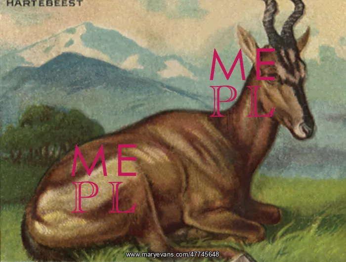  : Hartebeest lying in grass