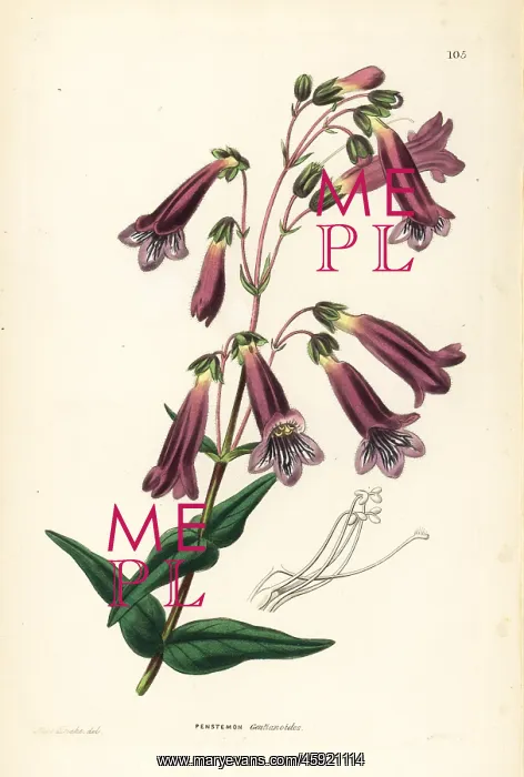 : Hartweg's penstemon, Penstemon hartwegii : Hartweg's penstemon, Penstemon hartwegii