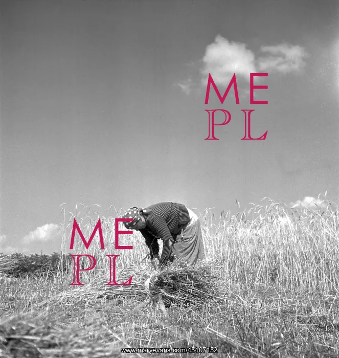 : Harvest. Czechoslovakia, Sumava region. Woman ties bandle of wheat with : Harvest. Czechoslovakia, Sumava region. Woman ties bandle of wheat with