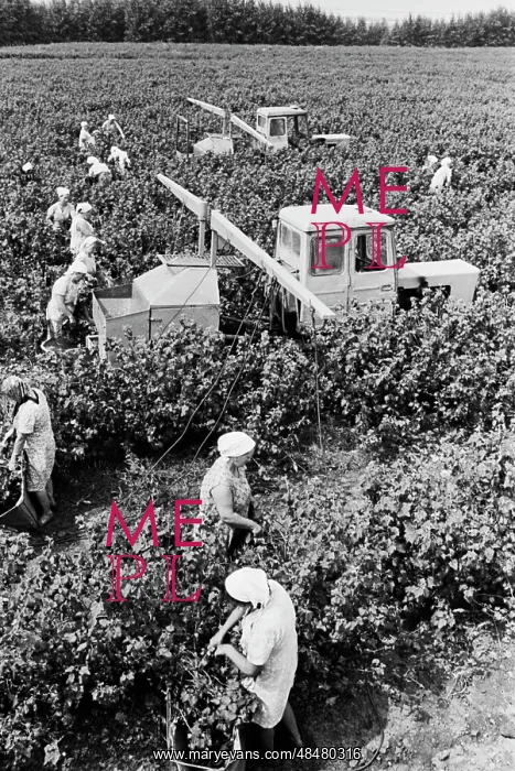 : Harvest of berries at Ulyanovsky state farm : Harvest of berries at Ulyanovsky state farm