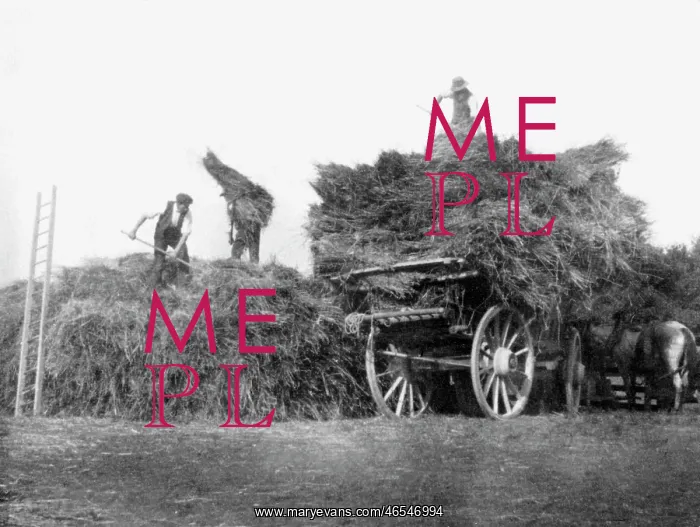 : Harvest - Gathering the Hay : Harvest - Gathering the Hay