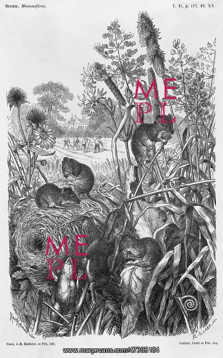 : HARVEST MICE