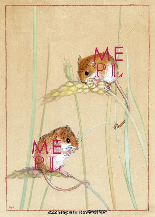  : Two harvest mice on corn stalks