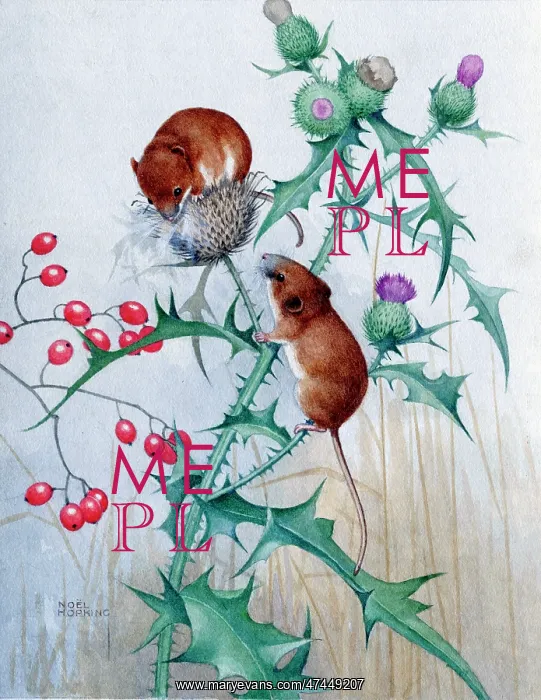  : Harvest Mice on Thistle