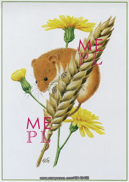  : Harvest Mouse