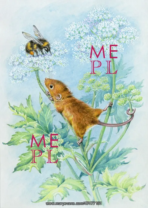  : Harvest Mouse and Bumble Bee