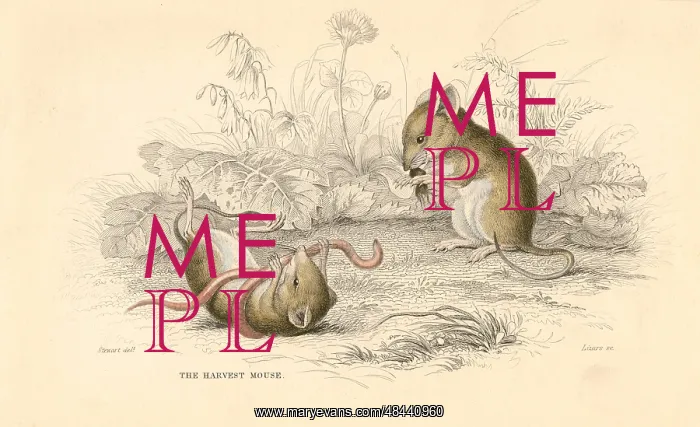 : Harvest Mouse (Micromys minutus) of the Old World : Harvest Mouse (Micromys minutus) of the Old World