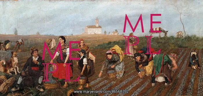  : Harvest of Saffron