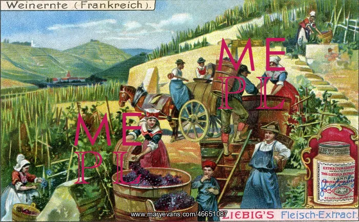 : Harvest scene : Harvest scene