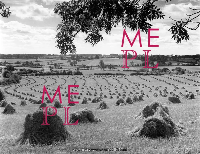 : HARVEST STOOKS : HARVEST STOOKS