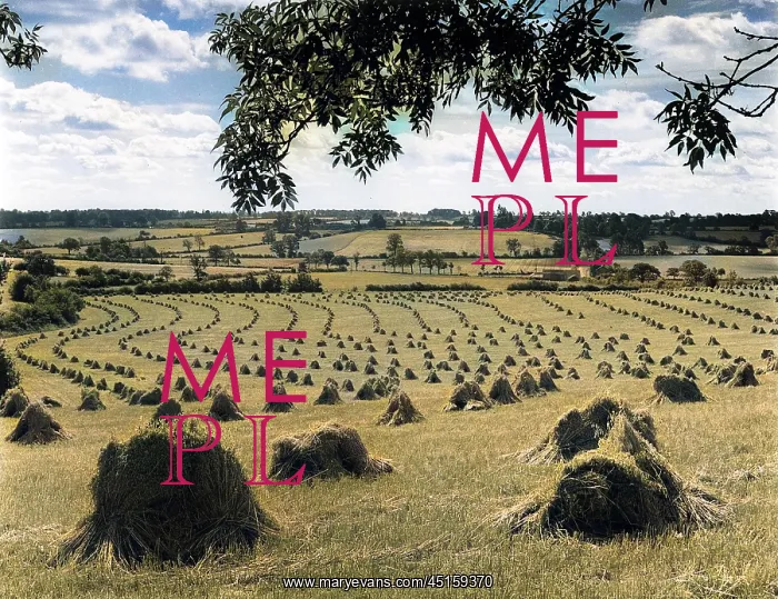 : HARVEST STOOKS : HARVEST STOOKS