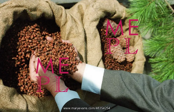 : Harvest in taiga, 1989 : Harvest in taiga, 1989