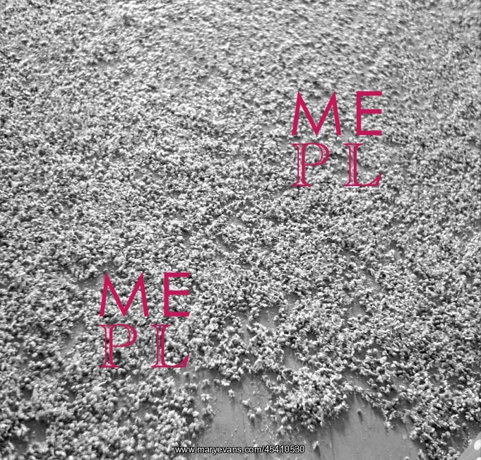 : Harvested comomile : Harvested comomile