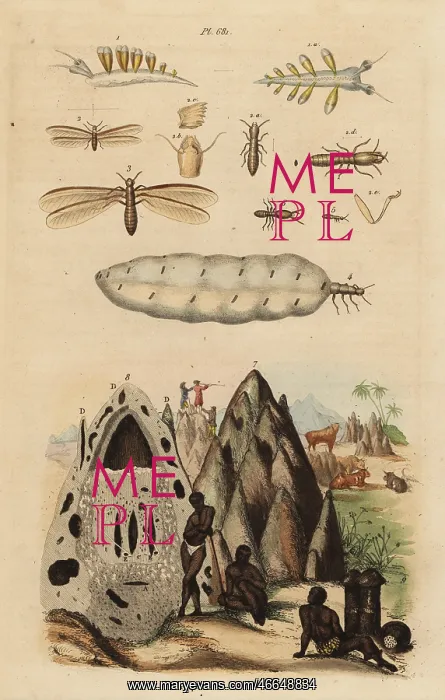 : Harvester termite and mound, and sea slug : Harvester termite and mound, and sea slug
