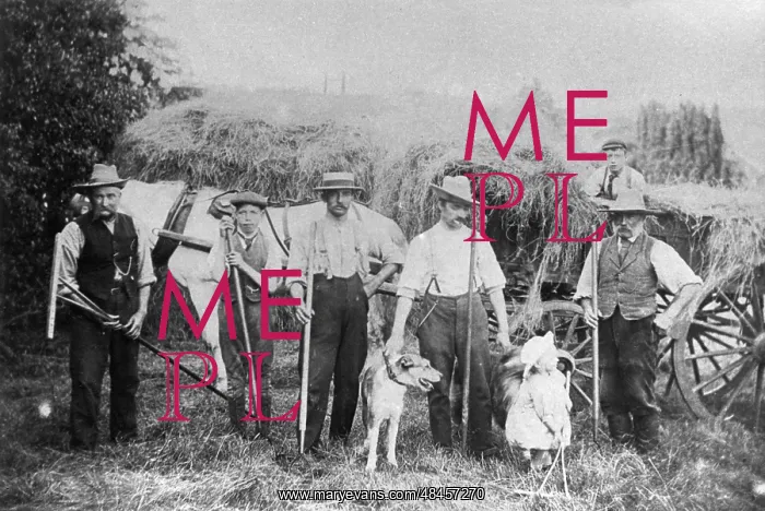 : HARVESTING 1880 : HARVESTING 1880