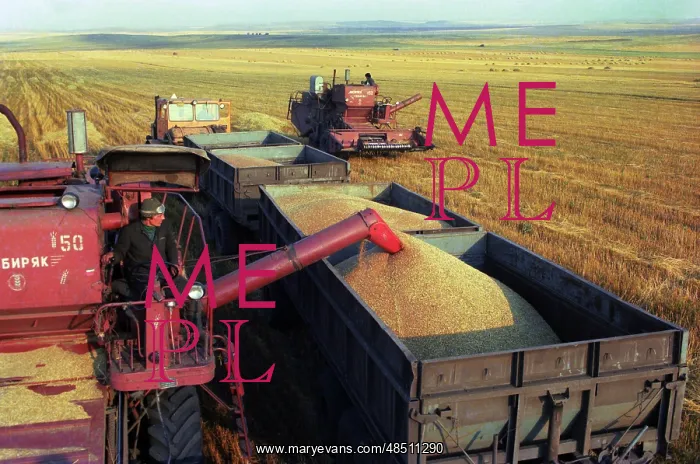 : Harvesting, 1978 : Harvesting, 1978