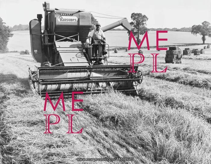  : HARVESTING BARLEY