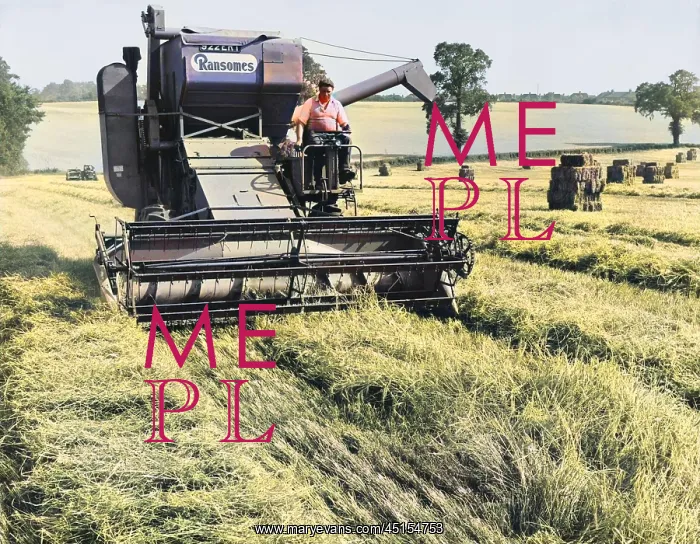 : HARVESTING BARLEY : HARVESTING BARLEY