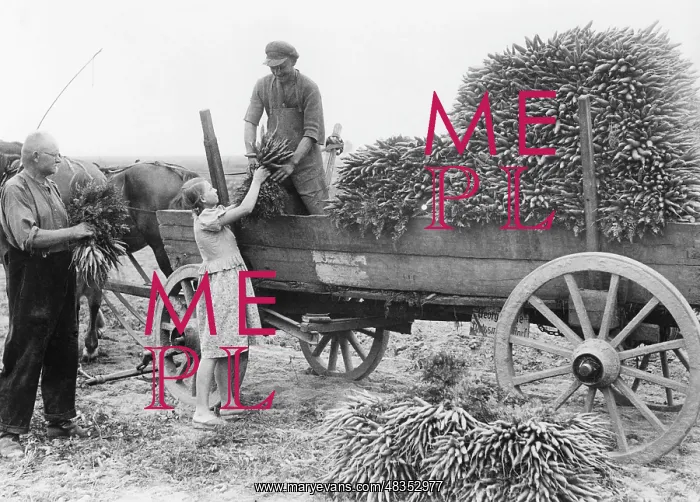: Harvesting carrots, 1937 : Harvesting carrots, 1937