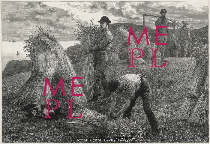 : HARVESTING CORN 1877 : HARVESTING CORN 1877