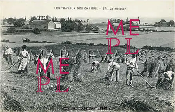 : HARVESTING CORN, FRANCE : HARVESTING CORN, FRANCE