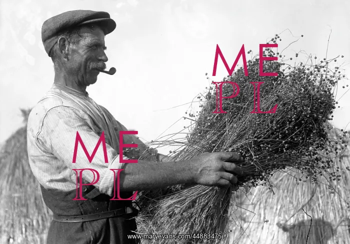 : Harvesting Flax 1930s : Harvesting Flax 1930s