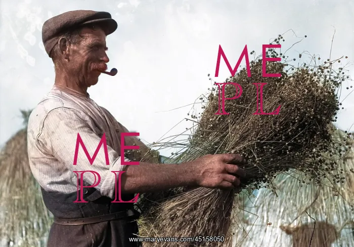 : Harvesting Flax 1930s : Harvesting Flax 1930s