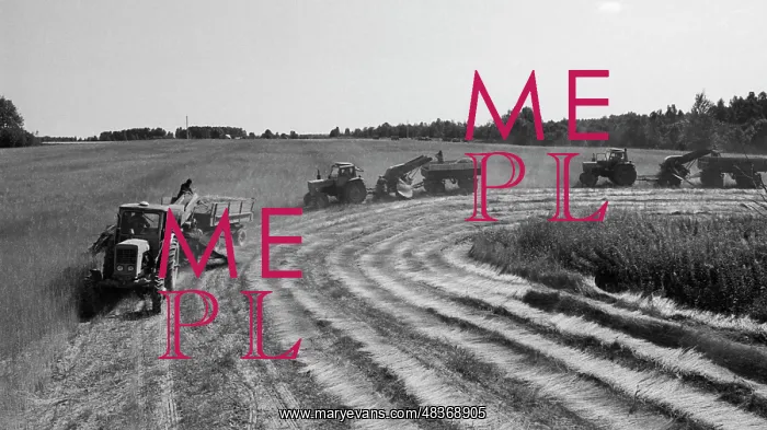 : Harvesting of flax : Harvesting of flax