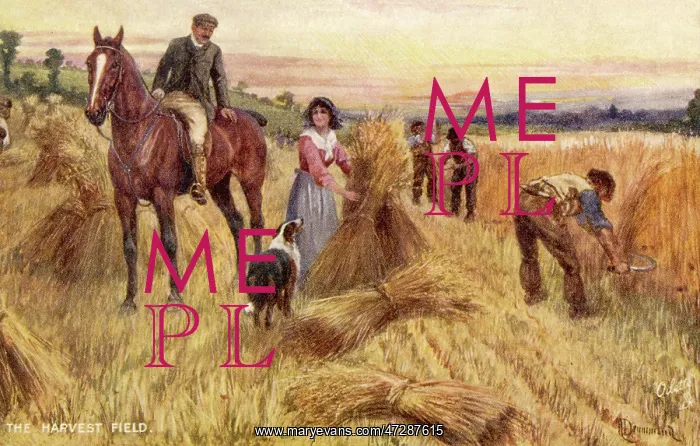 : HARVESTING BY HAND : HARVESTING BY HAND