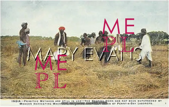 : HARVESTING IN INDIA - 2 : HARVESTING IN INDIA - 2