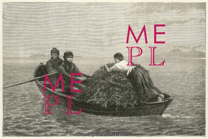  : Harvesting kelp