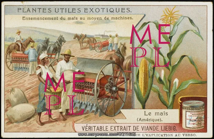  : HARVESTING MAIZE