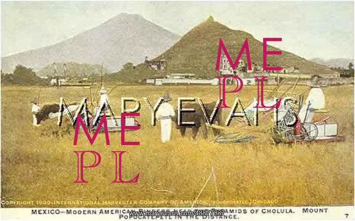 : HARVESTING IN MEXICO : HARVESTING IN MEXICO