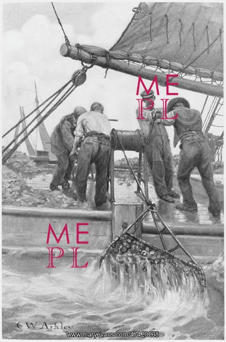 : HARVESTING OYSTERS : HARVESTING OYSTERS