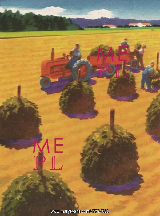 : Harvesting Peanuts : Harvesting Peanuts