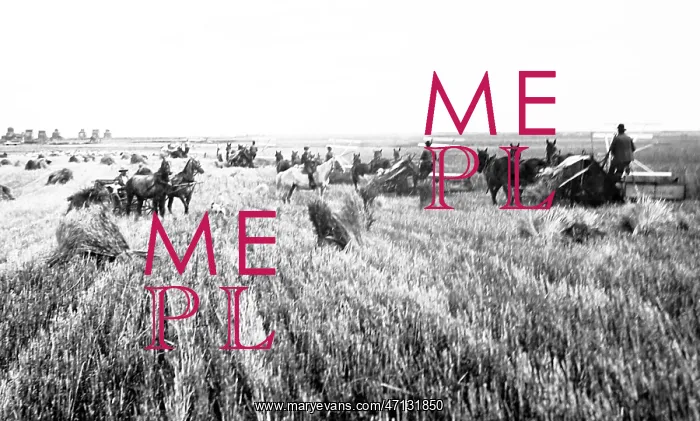  : Harvesting on the Prairies, Canada