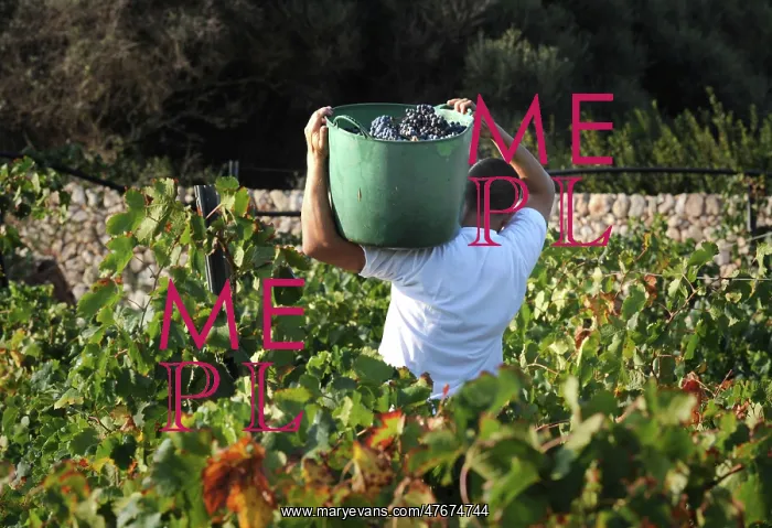 : Harvesting red grapes at the Binifadet vineyard, Menorca : Harvesting red grapes at the Binifadet vineyard, Menorca