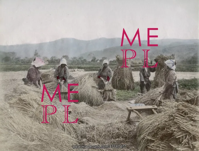 : Harvesting the rice crop in Japan : Harvesting the rice crop in Japan