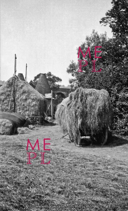 : Harvesting scene with laden cart : Harvesting scene with laden cart
