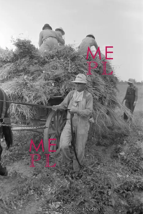: Harvesting soybean hay with a mule drawn wagon : Harvesting soybean hay with a mule drawn wagon