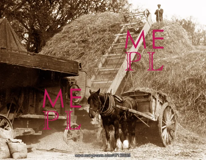  : Harvesting - stacking the hay probably 1920s