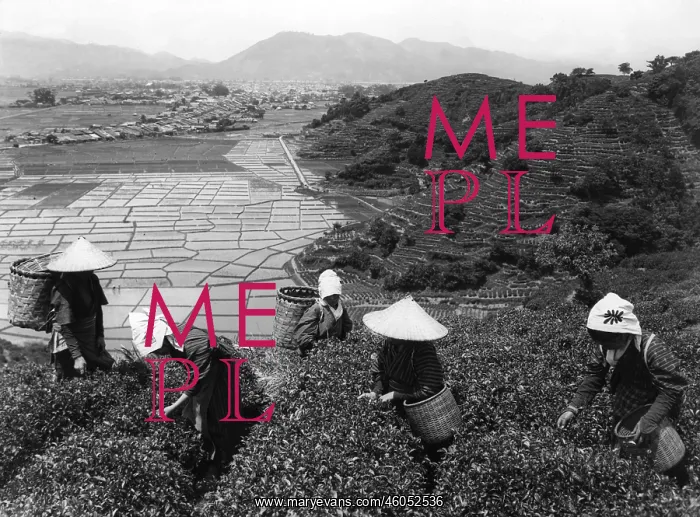 : Harvesting tea in Japan : Harvesting tea in Japan