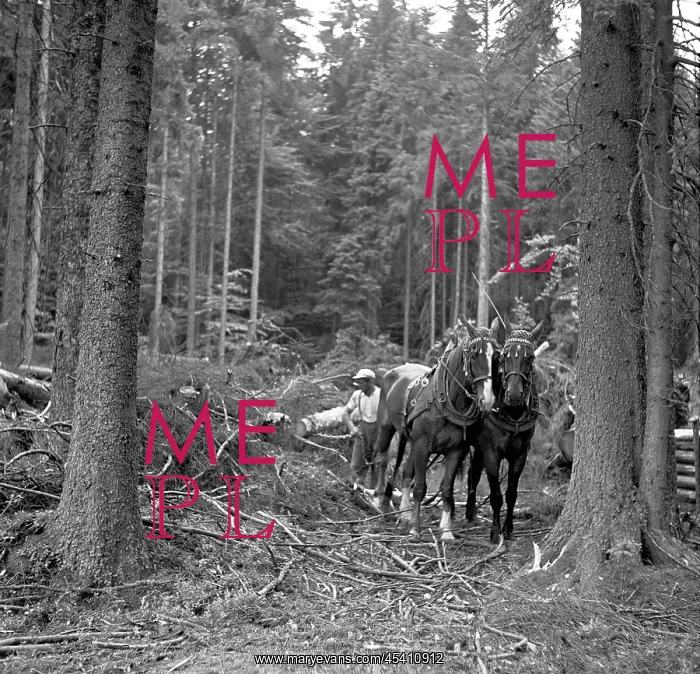  : Harvesting timber