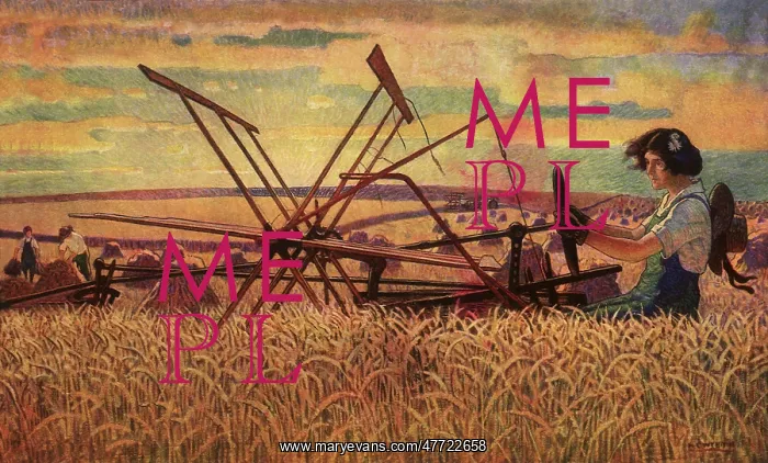  : Harvesting Wheat