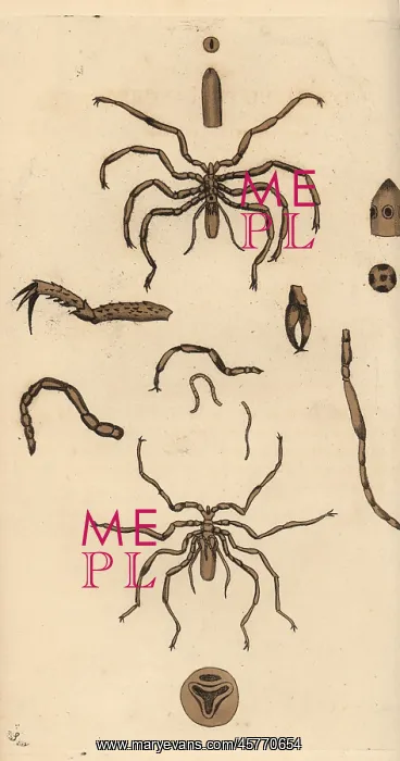 : Harvestman spider species : Harvestman spider species